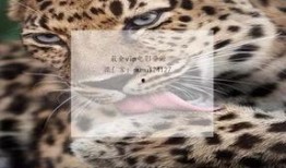 九首歌在线观看视频,在线观看视频带你领略音乐魅力